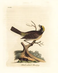 Goudkruinsparrow, Zonotrichia atricapilla (Zwartkruin bunting, Emberiza atricapilla). Handgekleurde koperplaat getekend en gegraveerd door John Latham uit zijn eigen A General History of Birds, Winchester