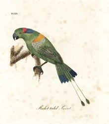 Goudmantel raketstaart, Prioniturus platurus. Handgekleurde kopergravure getekend en gegraveerd door John Latham uit zijn eigen A General History of Birds, Winchester