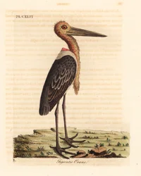 Grote adjutant, Leptoptilos dubious. Bedreigd. Handgekleurde kopergravure getekend en gegraveerd door John Latham uit zijn eigen A General History of Birds, Winchester