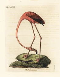 Grote flamingo, Phoenicopterus roseus, of Amerikaanse flamingo, Phoenicopterus ruber (Rode flamingo, Phaenicopterus ruber). Handgekleurde koperplaat getekend en gegraveerd door John Latham uit zijn eigen A General History of Birds, Winchester