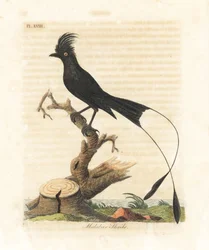 Vlaggendrongo, Dicrurus paradiseus (Malabar-klauwier, Lanius malabaricus). Handgekleurde koperplaat, getekend en gegraveerd door John Latham voor zijn eigen A General History of Birds, Winchester