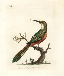 Groenstaartjacamar, Galbula galbula. Handgekleurde kopergravure getekend en gegraveerd door John Latham uit zijn eigen A General History of Birds, Winchester