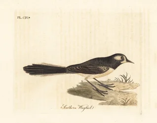 Grijze waaierstaart, Rhipidura albiscapa (Zuidelijke kwikstaart, gebaseerd op een schilderij van de Port Jackson Painter). Handgekleurde koperplaat getekend en gegraveerd door John Latham uit zijn eigen A General History of Birds, Winchester