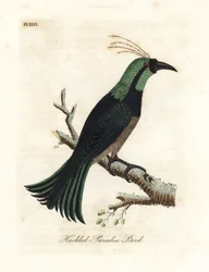 Gepluimde paradijsvogel, mogelijk een hybride of uitgestorven soort. Getekend naar een exemplaar in de collectie van Generaal Davies. Handgekleurde koperplaat getekend en gegraveerd door John Latham uit zijn eigen A General History of Birds, Winchester