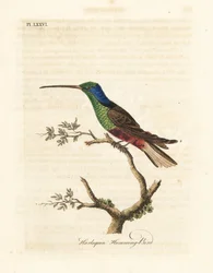 Harlekijn kolibrie, Trochilus multicolor. Gefabriceerd exemplaar in het British Museum. Handgekleurde koperplaat getekend en gegraveerd door John Latham uit zijn eigen A General History of Birds, Winchester
