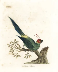 Gehoornde parkiet, Eunymphicus cornutus. Kwetsbaar (Gehoornde papegaai, Psittacus bisetis.) Handgekleurde koperplaat getekend en gegraveerd door John Latham uit zijn eigen A General History of Birds, Winchester