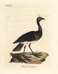 Gehoornde schreeuwer, Anhima cornuta (Palamedea cornuta). Handgekleurde koperplaat getekend en gegraveerd door John Latham uit zijn eigen A General History of Birds, Winchester