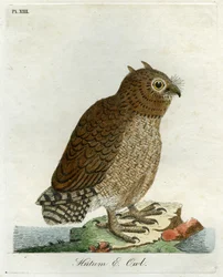 Hutum uil, 1821