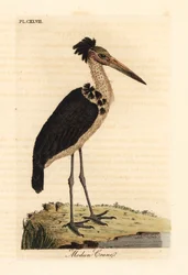 Kleine Adjudant, Leptoptilos javanicus. Kwetsbaar. (Modun schedel.) Handgekleurde koperplaat getekend en gegraveerd door John Latham uit zijn eigen A General History of Birds, Winchester