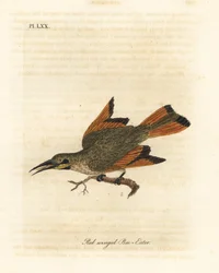 Kleine bijeneter, Merops pusillus. Afrika. Handgekleurde koperplaat getekend en gegraveerd door John Latham uit zijn eigen A General History of Birds, Winchester