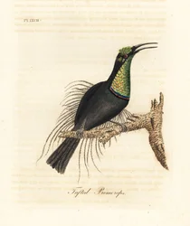 Magnifieke geweervogel, Ptiloris magnificus (Getufte promerops). Getekend van een exemplaar in Bullock