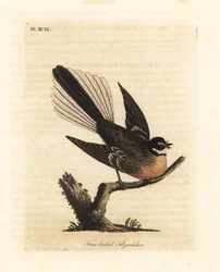 Nieuw-Zeelandse waaierstaart, Rhipidura fuliginosa (Waaierstaartvliegenvanger). Handgekleurde koperplaat getekend en gegraveerd door John Latham uit zijn eigen A General History of Birds, Winchester