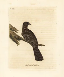Nieuw-Zeeland Zuidereiland piopio, Turnagra capensis. Uitgestorven. (Dikbek lijster, Turdus crassirostris.) Handgekleurde koperplaat getekend en gegraveerd door John Latham uit zijn eigen A General History of Birds, Winchester