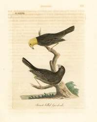 Or, Psittirostra psittacea, mannetje (boven) en vrouwtje. Kritiek bedreigd, mogelijk uitgestorven. (Papegaaibekgrosbeak, Loxia psittacea). Handgekleurde koperplaat getekend en gegraveerd door John Latham uit zijn eigen A General History of Birds, Wincheste