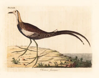 Waterfazant, Hydrophasianus surgus (Chinese jacana, Parra sinensis). Handgekleurde koperplaat, getekend en gegraveerd door John Latham voor zijn eigen A General History of Birds, Winchester