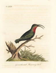 Purperkeelcarib, Eulampis jugularis (Granaatkeel kolibrie, Trochilus granatinus). Handgekleurde koperplaat getekend en gegraveerd door John Latham uit zijn eigen A General History of Birds, Winchester