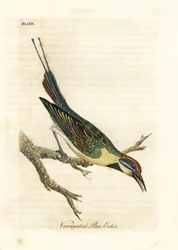 Regenboogbijeneter, Merops ornatus (Bonte bijeneter). Australië. Handgekleurde koperplaat getekend en gegraveerd door John Latham uit zijn eigen A General History of Birds, Winchester