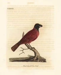 Rood-en-zwarte vink, Periporphyrus erythromelas. Bijna bedreigd. (Zwartkopvink, Loxia erythromelas.) Handgekleurde koperplaat getekend en gegraveerd door John Latham uit zijn eigen A General History of Birds, Winchester