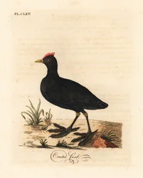 Roodknobbelige meerkoet of kuifmeerkoet, Fulica cristata. Handgekleurde koperplaat getekend en gegraveerd door John Latham uit zijn eigen A General History of Birds, Winchester