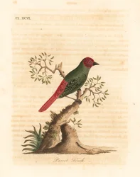 Roodkeel papegaai vinken, Eritrea psittacea. Handgekleurde koperplaat getekend en gegraveerd door John Latham uit zijn eigen A General History of Birds, Winchester