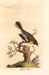 Koningswinterkoning. Onbekende soort winterkoning uit Zuid-Amerika, door Azara de Koning genoemd en gevonden in Buenos Aires. Handgekleurde koperplaat getekend en gegraveerd door John Latham uit zijn eigen A General History of Birds, Winchester