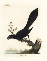 Gladbekani of Kleine Ani, Crotophaga ani. Handgekleurde koperplaat getekend en gegraveerd door John Latham uit zijn eigen A General History of Birds, Winchester