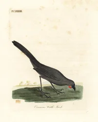 Zuidereiland, Nieuw-Zeeland kokako, Callaeas cinerea cinerea, uitgeroepen tot uitgestorven in 2007. Handgekleurde koperplaat getekend en gegraveerd door John Latham uit zijn eigen A General History of Birds, Winchester