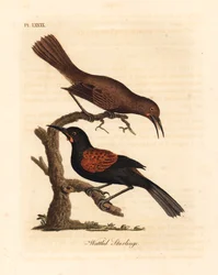 Zuidelijke zadelrug, Philesturnus carunculatus, man en vrouw. Handgekleurde koperplaat getekend en gegraveerd door John Latham uit zijn eigen A General History of Birds, Winchester