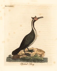 Gevlekte aalscholver of parekareka, Phalacrocorax punctatus (Pelecanus punctatus). Handgekleurde koperplaat getekend en gegraveerd door John Latham uit zijn eigen A General History of Birds, Winchester