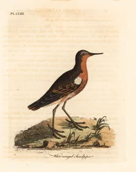 Tahitiaanse Strandloper, Prosobonia leucoptera. Uitgestorven. (Witvleugelstrandloper, Tringa leucoptera.) Handgekleurde koperplaat getekend en gegraveerd door John Latham uit zijn eigen A General History of Birds, Winchester