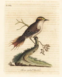 Doornstaart rayadito, Aphrastura spinicauda. Handgekleurde koperplaat getekend en gegraveerd door John Latham uit zijn eigen A General History of Birds, Winchester