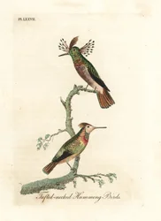 Getufte hanen, Lophornis ornatus (Getufte-nek kolibries, Trochilus ornatus). Mannetje en vrouwtje. Handgekleurde koperplaat getekend en gegraveerd door John Latham uit zijn eigen A General History of Birds, Winchester