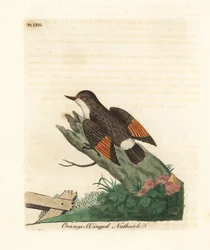 Gevarieerde sittella, Daphoenositta chrysoptera (Oranje-gevleugelde boomklever, Sitta chrysoptera). Handgekleurde koperplaat getekend en gegraveerd door John Latham uit zijn eigen A General History of Birds, Winchester