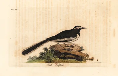 Witte wenkbrauwkwikstaart, Motacilla maderaspatensis. Handgekleurde kopergravure getekend en gegraveerd door John Latham uit zijn eigen A General History of Birds, Winchester