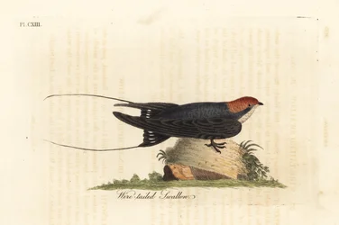 Draadstaartzwaluw, Hirundo smithii. Handgekleurde koperplaat, getekend en gegraveerd door John Latham uit zijn eigen A General History of Birds, Winchester
