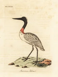 Hout ooievaar, Mycteria americana. Handgekleurde koperplaat getekend en gegraveerd door John Latham uit zijn eigen A General History of Birds, Winchester