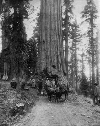 Grote boom (sequoia): de "Wawona" in Mariposa Grove in Californië