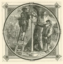 De takken kunnen worden getraind, maar niet de stam (gravure)