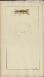 Lindsay Tekeningen Vol. VII, 24
