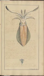 Lindsay Tekeningen Deel VII, 29
