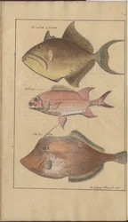 Lindsay Tekeningen Vol. VII, 6