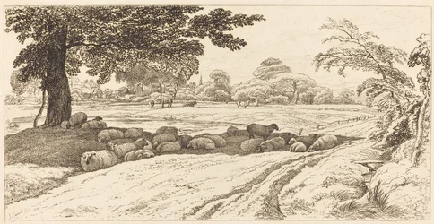 Schapen op de middag