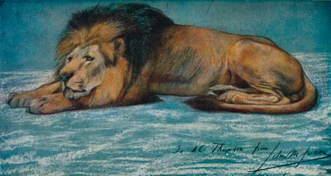 Pastelstudie van een leeuw, ca. 1900