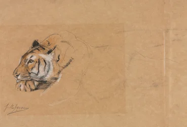 Tijger