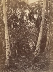 Tropisch landschap, bos nabij Turbo, 1871