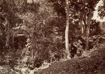 Tropisch Landschap, Uitzicht nabij Chipigana, 1871