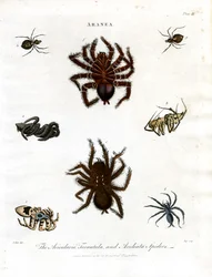 ARANEA: Avicularia;Tarantula en Aculeata spinnen