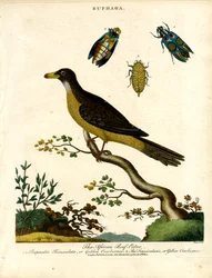 Afrikaanse ossenpikker (Buphaga) en juweelkevers