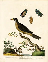 Afrikaanse ossenpikkers en juweelkevers (Buphaga)