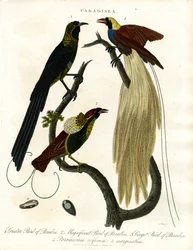 Paradijsvogels (Paradisea)